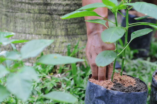 a chili pepper plant seedling, similar to varieties like Cabe Rawit (bird's eye chili)