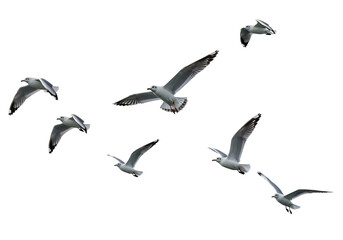 Fototapeta premium Group of Seagulls Soaring in Clear Sky