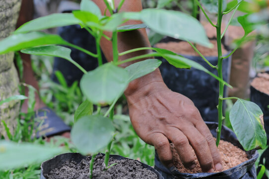 a chili pepper plant seedling, similar to varieties like Cabe Rawit (bird's eye chili)