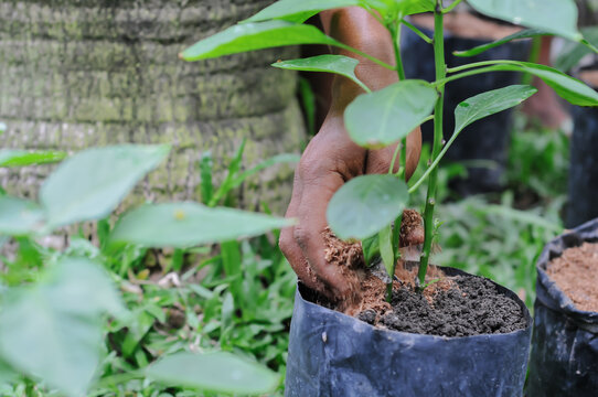 a chili pepper plant seedling, similar to varieties like Cabe Rawit (bird's eye chili)