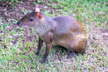 Fototapeta premium Central American Agouti Near a Resort in Manuel Antonio, Costa Rica