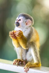 Obraz premium Central American Squirrel Monkey Holding Fruit In Hands and Looking Up Off Camera - Perched on Railing Around Pool Bar Area at a Resort in Manuel Antonio, Costa Rica