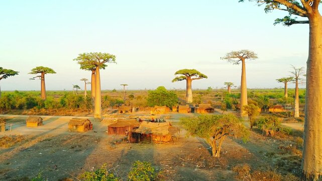 Aerial drone view of Avenue of the Baobabs at sunset with towering ancient baobab tree silhouettes along dusty road under vibrant orange sky in western Madagascar, cinematic African landscape.