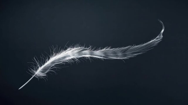 A single white feather lying on a dark background, great for minimalist or abstract designs