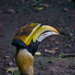 Profile view of a hornbill bird in natural environment © SorenPham