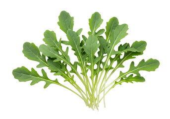 Fresh Green Arugula Leaves for Healthy Cooking and Salads