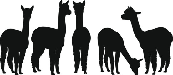 Black and white flat vector silhouette collection of alpaca and llama herd standing and grazing for agricultural farming livestock nature and wildlife animal designs. © MdHasanAli