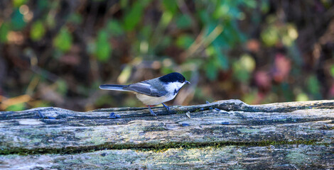 Black-capped chickadee perched on log with sunflower seeds © Claudia