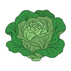 Obraz premium Fresh Green Cabbage Illustration