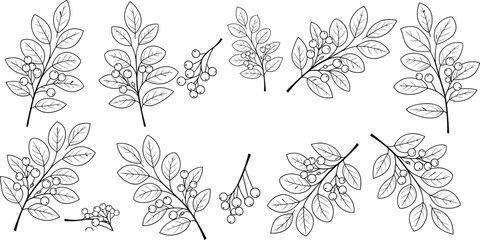 Hand drawn botanical leaf and berry branch collection with black line art sketches isolated on white background for coloring pages and wedding design. © SHAUN