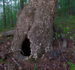 Obraz premium Large hole at the base of an old tree
