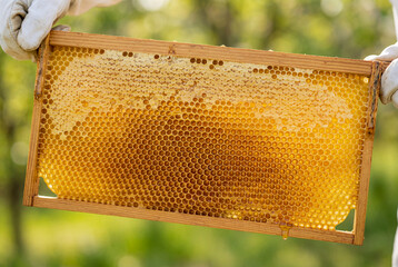 Beekeeper Holding Honeycomb Frame with Golden Honey