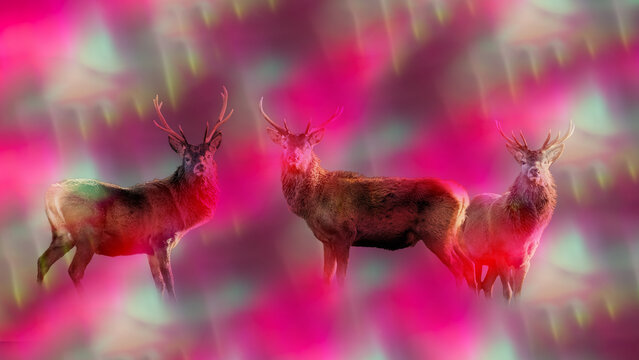 Red deer stags surrounded with aurora borealis colours
