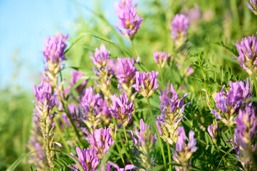 Obraz premium Purple wildflowers of Astragalus onobrychis blooming in a sunny summer meadow.
