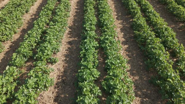 Drone overfly of midwest matted twin row strawberry field on raised soil beds.