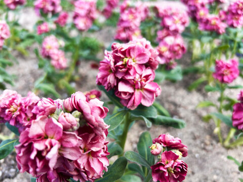 ピンク色のアラセイトウ