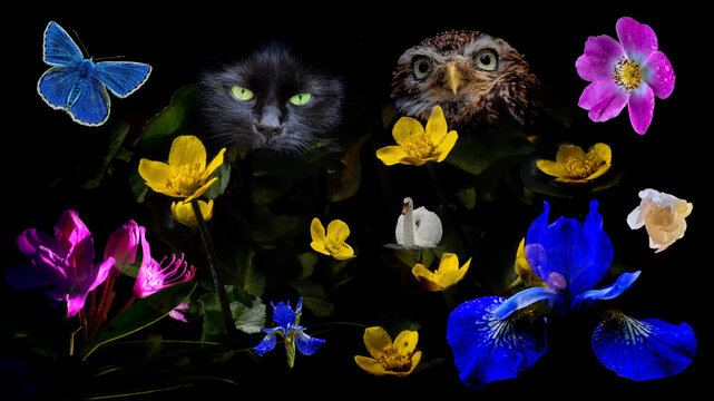 Owl, cat, swan, butterfly and flowers