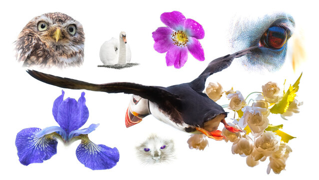 Puffin, swan, owl, horse eye, cat and flowers