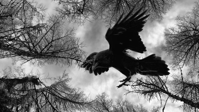 Raven and trees