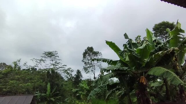 Natural tropical landscape featuring banana trees and lush green vegetation under a dark cloudy sky before rain. Calm rural scenery with dramatic storm clouds, representing rainy season weather and tr