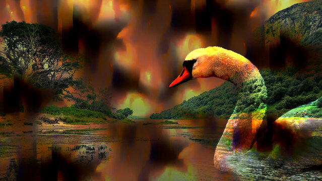 Swan and Loch Brora in the Highlands