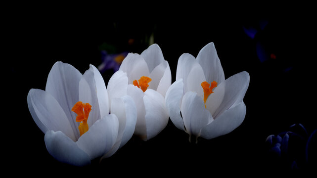 White Crocuses - Jeanne D'Arc variety