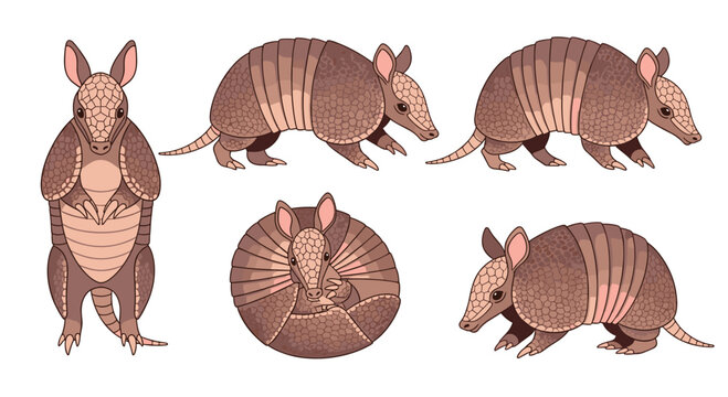 Six cartoon armadillos are depicted in various poses, including standing, walking, and curled up, against a plain white background.
