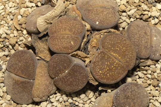 Lithops aucampiae, Living Stones, Hottentot Popo, Stellenbosch Botanical Garden, Western Cape, South Africa