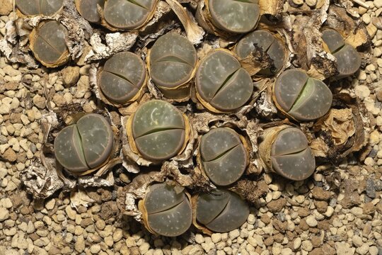 Lithops olivacea, Living Stones, Hottentot Butt, Stellenbosch Botanical Garden, Western Cape, South Africa