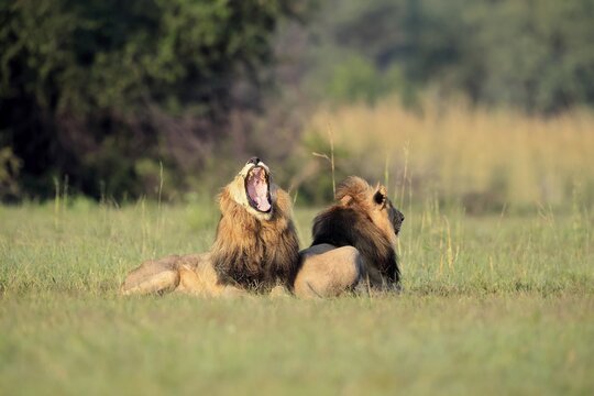 Lion (Panthera leo), male, two brothers, resting, lying, yawning, in the grass, Pilanesberg National Park, North West Province, South Africa