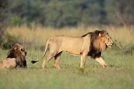 Lion (Panthera leo), adult, male, running, two brothers, alert, Pilanesberg National Park, North West Province, South Africa