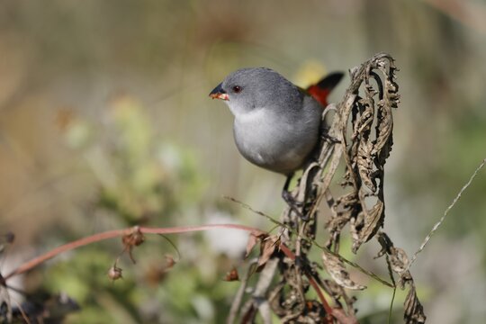 Green Astrild (Coccopygia melanotis), adult, female, on shrub, feeding, seeds, Kirstenbosch Botanical Gardens, Cape Town, South Africa