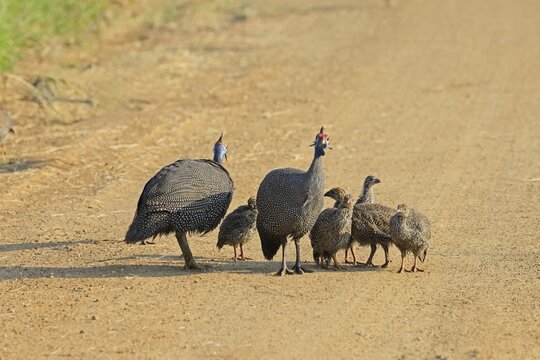 Helmeted guinea fowl (Numida meleagris), group, adult, juveniles, chicks, alert, foraging, on track, Pilanesberg National Park, North West Province, South Africa