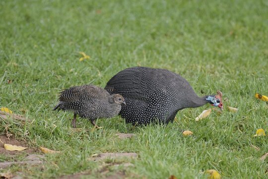 Helmeted guinea fowl (Numida meleagris), adult, juvenile, chick, alert, foraging, Kirstenbosch Botanical Gardens, Cape Town, South Africa
