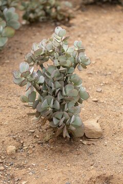 Crassula arborescens, succulent plant species, thick-leaf family, Karoo Desert Botanic Garden, Worcester, Western Cape, South Africa