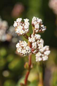 Crassula rubricaulis, jade plant, blooming, Kirstenbosch Botanic Garden, Cape Town, South Africa