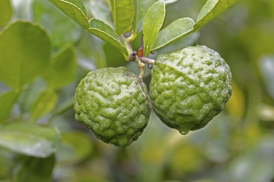 Citrus hystrix, kaffir lime, thai lime, makrut lime, citrus fruit, leaves, Stellenbosch Botanic Garden, Western Cape, South Africa