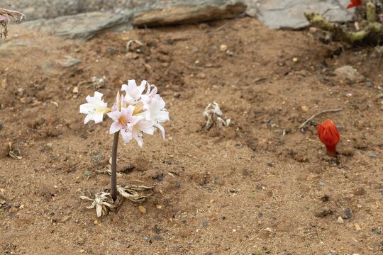 Belladonna lily (Amaryllis belladonna), true amaryllis, flowering, flower, Karoo Desert Botanic Garden, Worcester, Western Cape, South Africa, Africa, Germany