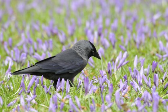 Jackdaw (Corvus monedula) among crocuses (Crocus napolitanus) in Husum Castle Park, Schleswig-Holstein, Germany
