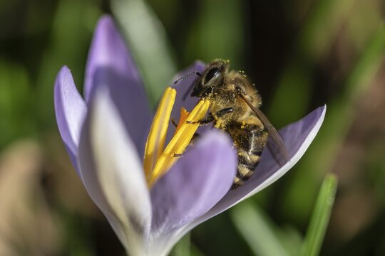 Honey bee (Apis mellifera) on elfin crocus (Crocus tommasinianus), Emsland, Lower Saxony, Germany