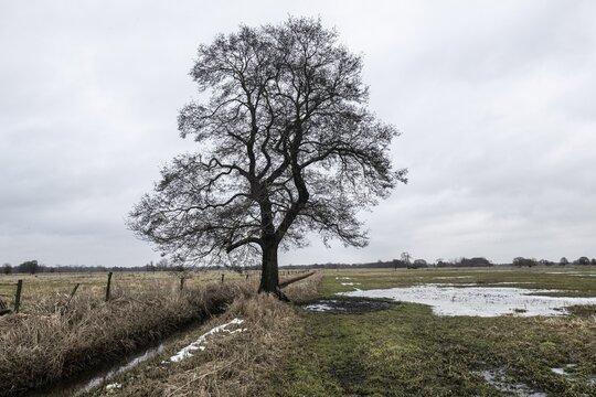 Old alders (Alnus glutinosa) in meadow landscape, Lower Saxony, Germany