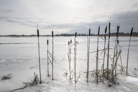 Cattail (Typha latifolia) on a flooded meadow, Lower Saxony, Germany