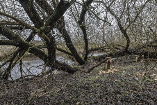 Feeding traces of beavers (Castor fieber) on willows (Salix), Lower Saxony, Germany