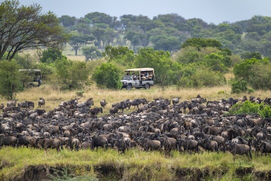 Wildebeest (Connochaetes taurinus), migrating herd of wildebeest, safari vehicles behind, Great Migration at the Mara River, Serengeti National Park, Tanzania