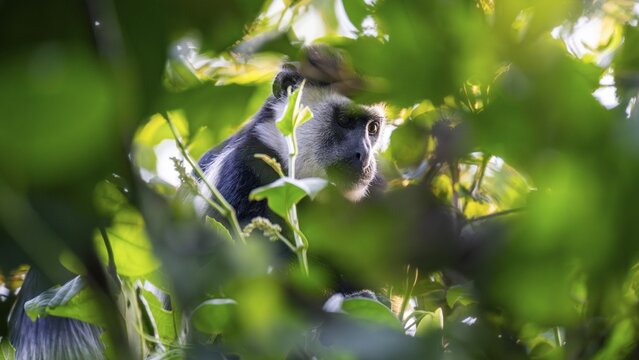 West African guereza or mantelaffe (Colobus guereza occidentalis) in dense vegetation, Bigodi, Western Region, Uganda