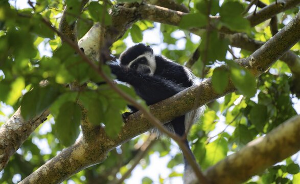 West African guereza or mantelaffe (Colobus guereza occidentalis) lying on a branch in a tree, Bigodi, Western Region, Uganda