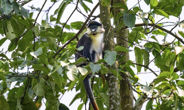 Red-tailed guenon or Congo white-nosed guenon (Cercopithecus ascanius schmidti), Bigodi, Western Region, Uganda