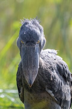 Shoebill (Balaeniceps rex), juvenile, animal portrait, evil eye, swamps of Mabamba, Lake Victoria, Uganda