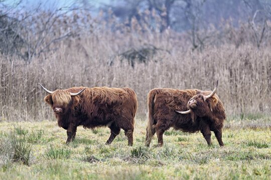 Two Highland cattle (Bos taurus), adult standing in a meadow, Reussspitz nature reserve, Maschwanden, Canton of Zurich, Switzerland