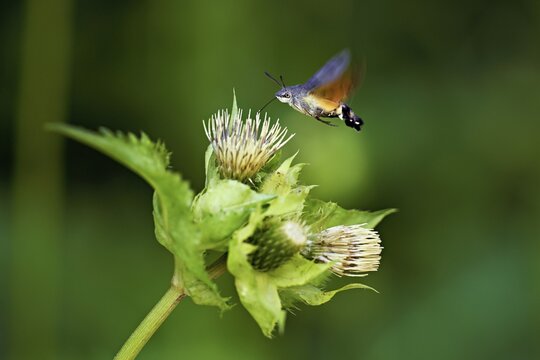 Dove's tail (Macroglossum stellatarum), flies on the flower of cabbage thistle (Cirsium oleraceum), Meienberg, Canton Aargau, Switzerland